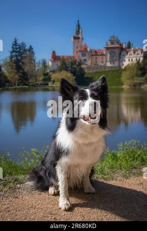 Border Collie lächelt am Sonnentag im Pruhonice Park. Vertikales Porträt von Happy Black and White Dog außerhalb der Tschechischen Republik. Stockfoto