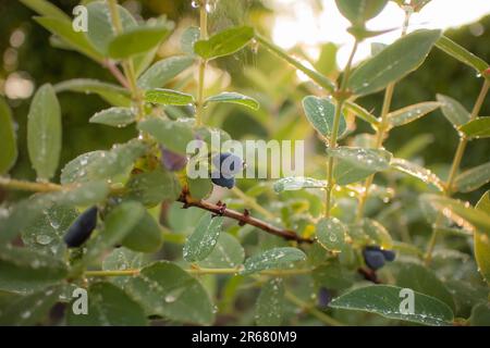 European Blueberry Shrub mit essbaren Früchten draußen. Vaccinium Myrtillus mit Wassertropfen auf grünen Blättern während der Frühlingssaison im Garten. Stockfoto