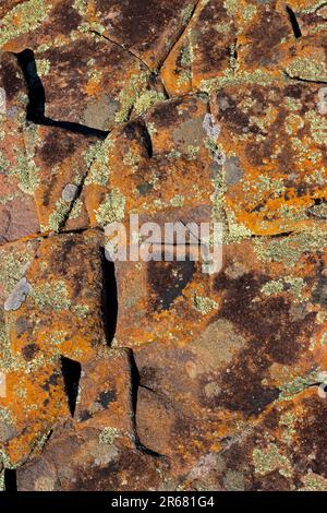 Flechten auf rotem Sandstein in den Pocono Mountains in Pennsylvania Stockfoto