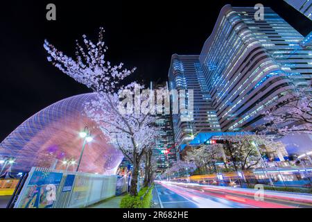 Mirai Kirschblütenkorridor Stockfoto