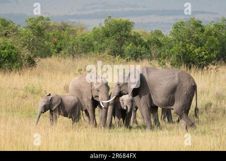 Afrikanische Elefanten, die aus einem Masai-Mara-Wasserloch in Kenia trinken Stockfoto