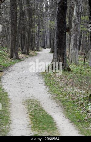 Der gewundene, leere Wanderweg führt durch die bewaldeten Bäume Stockfoto