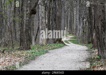 Der gewundene, leere Wanderweg führt durch die bewaldeten Bäume Stockfoto