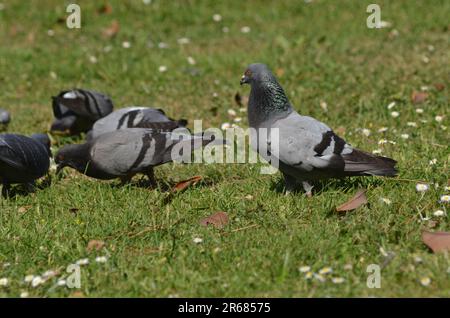 Tauben essen im Park, umgeben von Blumen und grünem Gras Stockfoto