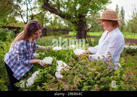 Seniorin und ihre Tochter bewundern blühende Pfingstrosen im Frühlingsgarten. Familie genießt Gartenarbeit. Pflege blühender Pflanzen. Outdoor-Hobby Stockfoto