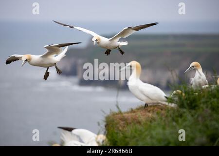 Northern Gannets bei RSPB Bempton Cliffs. Stockfoto