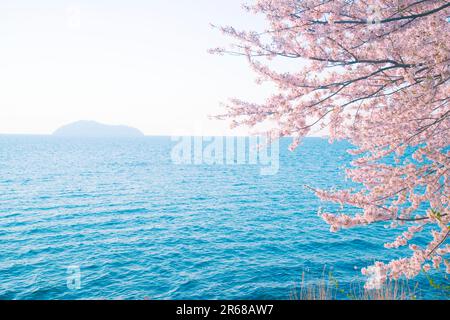 Kirschblüten in Kaizu Osaki, Biwa Lake und Chikubu Island Stockfoto