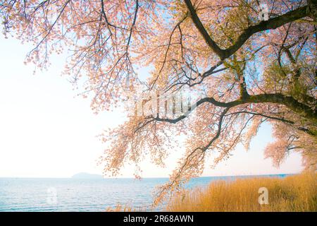 Kirschblüten in Kaizu Osaki, Biwa Lake und Chikubu Island Stockfoto