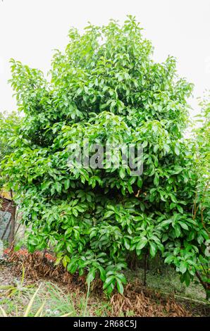Otaheite Apfelbaum Stockfoto