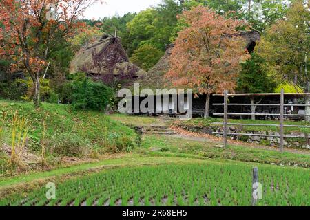 Hida-Dorf im Herbst Stockfoto