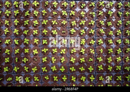 Anbau verschiedener Sommerbepflanzungen, Begonien, Petunien, Jungpflanzen und Blütenpflanzen, dekorative oder dekorative Gartenpflanzen, die in den Niederlanden wachsen Stockfoto