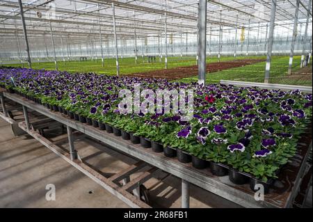 Anbau verschiedener Sommerbepflanzungen, Begonien, Petunien, Jungpflanzen und Blütenpflanzen, dekorative oder dekorative Gartenpflanzen, die in den Niederlanden wachsen Stockfoto