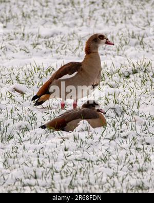 Ein vertikaler Schuss von zwei ägyptischen Gänsen, hoch oben auf einem verschneiten Feld Stockfoto