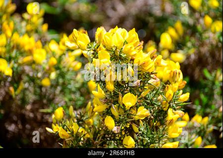 Die gelben Blumen von Ulex, gemeinhin als Gorse, Furze oder Whine bekannt, sind die Gattung der blühenden Pflanzen der Familie Fabaceae. Stockfoto
