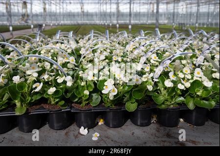 Anbau verschiedener Sommerbepflanzungen, Begonien, Petunien, Jungpflanzen und Blütenpflanzen, dekorative oder dekorative Gartenpflanzen, die in den Niederlanden wachsen Stockfoto