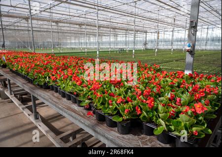 Anbau verschiedener Sommerbepflanzungen, Begonien, Petunien, Jungpflanzen und Blütenpflanzen, dekorative oder dekorative Gartenpflanzen, die in den Niederlanden wachsen Stockfoto