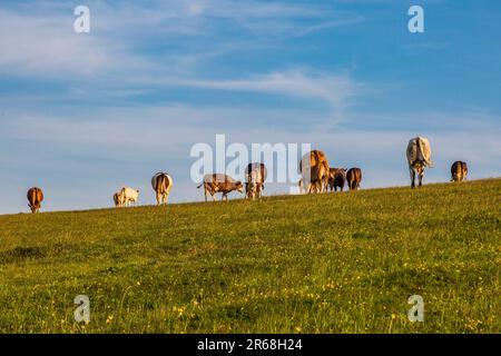 Kühe grasen an einem sonnigen Frühlingsabend auf Firle Beacon Stockfoto