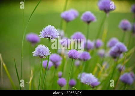 Blütenschnitzel mit lila Blumenkugeln (Allium schoenoprasum) im Kräutergarten, grüner Hintergrund, Kopierraum, ausgewählter Fokus, schmale Tiefe Stockfoto