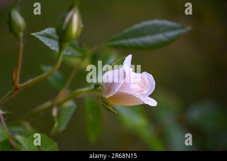 Hellrosa Rosenknospe im Garten vor dunkelgrünem Hintergrund, Grußkarte für mehrere Feiertage, Kopierbereich, ausgewählter Fokus, geringe Tiefe Stockfoto