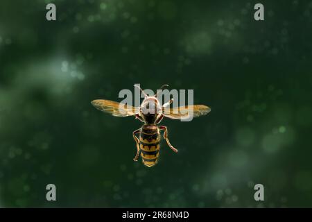 Europäische Hornisse (Vespa crabro) von oben auf dunkelgrünem Hintergrund mit Bokeh-Blasen, großes Insekt der Wespenfamilie, Kopierraum, ausgewählt für Stockfoto