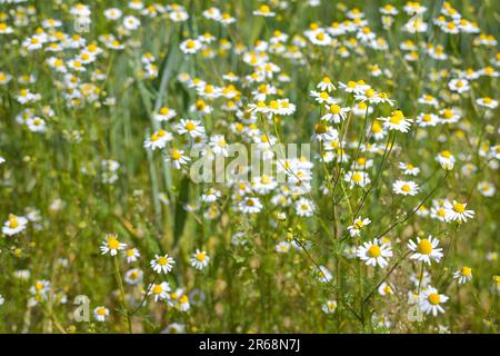 Blühende Kamillenpflanzen (Matricaria chamomilla), die am Rande eines Feldes wachsen, Heilkräuter und beliebt für viele Insekten, Natur Hintergrund, Polizist Stockfoto