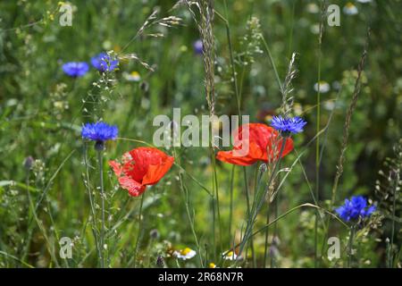 Wilde rote Mohnblumen und blaue Maisblumen wachsen am Rande eines Feldes, beliebt bei vielen Insekten, Konzept für Artenvielfalt in der Natur, Kopierraum, ausgewählt Stockfoto