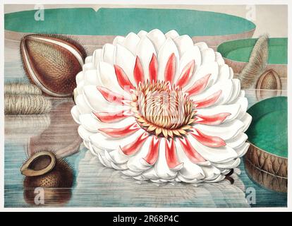 Blumenillustration aus dem 19. Jahrhundert: Victoria Regia, die majestätische Wasserlilie Amerikas. Stockfoto