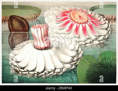 Blumenillustration aus dem 19. Jahrhundert: Victoria Regia, die majestätische Wasserlilie Amerikas. Stockfoto