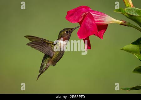 Ein rubinkehlender Kolibri, der Nektar aus Petunien sammelt. Stockfoto