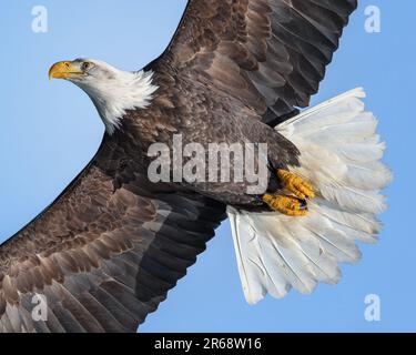 Aus nächster Nähe sehen Sie einen Weißkopfadler, der über der Katchemak-Bucht in Alaska fliegt Stockfoto