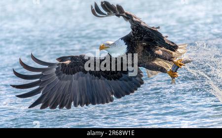 Weißkopfseeadler fliegen, Flügel spreizen, einen Fisch fangen in der Katchemak Bay in Homer, Alaska Stockfoto