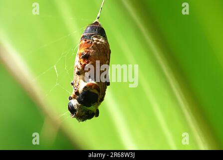 Eine Biene, die in einem Spinnennetz gefangen wurde und zum Mittagessen wurde. Stockfoto