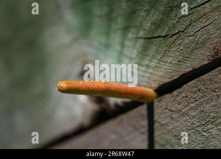 Pflanzen und Blumen draußen im Garten an einem sonnigen, warmen Tag. Stockfoto