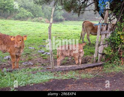 Glückliche Familie von Kühen auf einem Feld in Galicien, Spanien Stockfoto