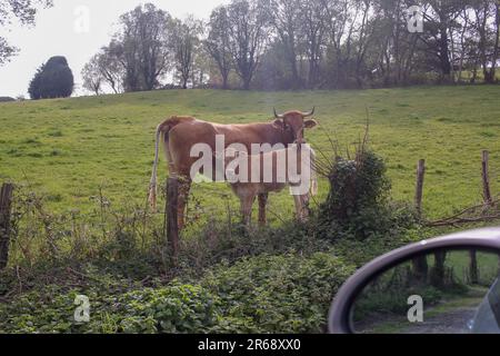 Kühe auf einer Wiese in den Bergen in Valadouro, Galicien, Spanien Stockfoto