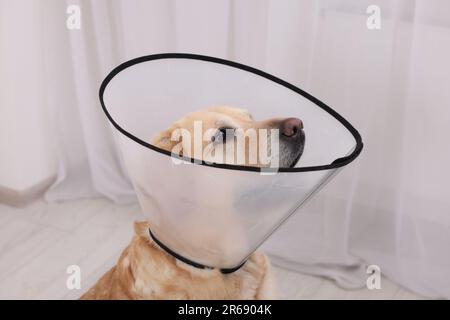 Trauriger Labrador Retriever mit Schutzkragen im Zimmer Stockfoto