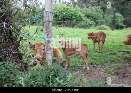 Einige Kälber mit ihrer Mutter auf einer Wiese in Galicien, Spanien Stockfoto