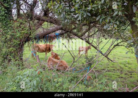 Kühe auf einer Wiese in den Bergen in Galicien, Spanien Stockfoto