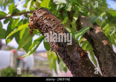 Eine Insektenplage in einem Pfirsichbaum in meinem Obstgarten Stockfoto