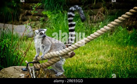 Ring Tailed Lemur Calgary Zoo Alberta Stockfoto