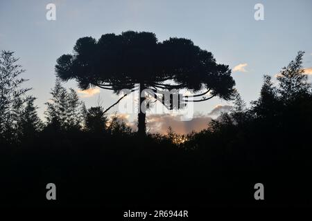 Typischer Baum aus Südbrasilien. Es wächst an hohen und kalten Orten auf dem Land. Stockfoto