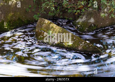 Kirschflöße im Showa Kinen Park Stockfoto