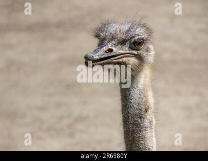 Nahaufnahme von Kopf und Hals des Straußes Stockfoto