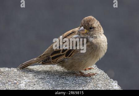 Junge Haussperling Stockfoto