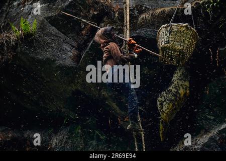 Ein Honigjäger versucht während der Honigjagd wilde Bienen von ihren Honigwaben zu trennen. In den bezaubernden Hügeln Nepals entfaltet sich eine uralte Tradition namens Honigjagd, während mutige Individuen sich auf der Suche nach dem goldenen Nektar der Natur in die tückischen Klippen wagen. Mit nur einem Seil als Rettungsleine steigen diese Honigjäger in große Höhen und riskieren ihr Leben für die Chance, in den Höhen versteckte Honigwaben zu ernten. Die ländliche Gemeinde Bhotekhosi im Stadtteil Sindhupalchowk dient als ihr gewagter Spielplatz. Stockfoto