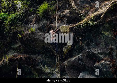 Ein Honigjäger versucht während der Honigjagd wilde Bienen von ihren Honigwaben zu trennen. In den bezaubernden Hügeln Nepals entfaltet sich eine uralte Tradition namens Honigjagd, während mutige Individuen sich auf der Suche nach dem goldenen Nektar der Natur in die tückischen Klippen wagen. Mit nur einem Seil als Rettungsleine steigen diese Honigjäger in große Höhen und riskieren ihr Leben für die Chance, in den Höhen versteckte Honigwaben zu ernten. Die ländliche Gemeinde Bhotekhosi im Stadtteil Sindhupalchowk dient als ihr gewagter Spielplatz. Stockfoto