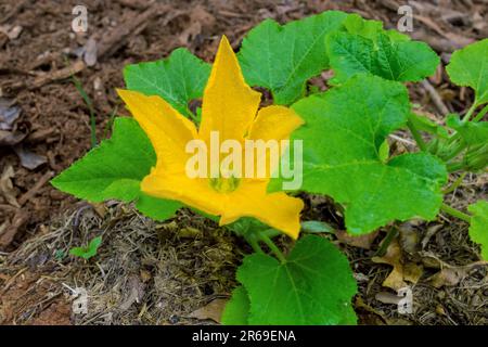 Der Garten ist im Frühling mit lebendigen gelben Blumen zucchini gefüllt. Stockfoto