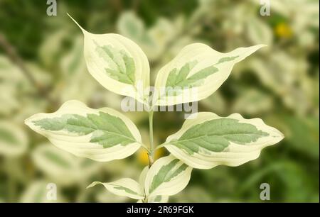 Nahaufnahme eines Zweigs mit Blättern eines Baumes Cornus Mas Variegata oder auch Cornelianische Kirsche, Europäischer Korken oder Cornelianische Kirschhütte. Stockfoto