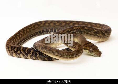 Die Scrub Python (Morelia amethistina)-Amethystin Python-Schlange isoliert auf weißem Hintergrund Stockfoto