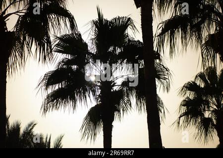 Palme gegen blauen Himmel bei sonnigem Wetter in ägypten Stockfoto